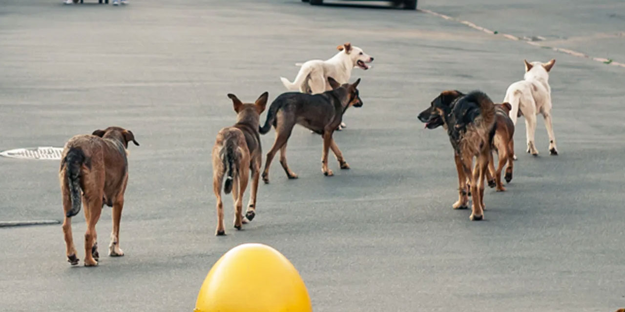 Sokak köpekleri için nihayet harekete geçiliyor