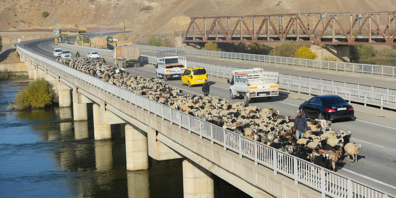 Muş'un yaylalarından yürüyerek Şanlıurfa'ya dönen göçerler bir aydır yolda, daha bir aylık yolları var