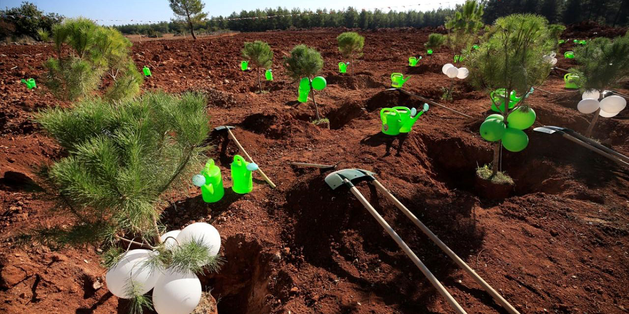 'Milli Ağaçlandırma Günü'nde fidanlar toprakla buluşturuldu