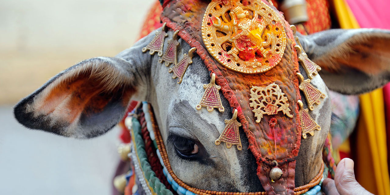 İnek sadece Hindistan'da mı kutsal? Ya bizim 'bakar'larımız!