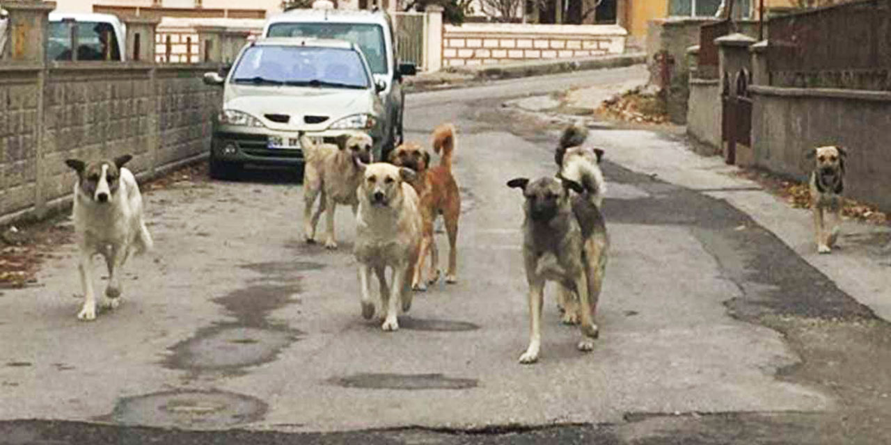 Bir garip durum: Köpek terörü değil karşı çıkanlar ceza aldı!