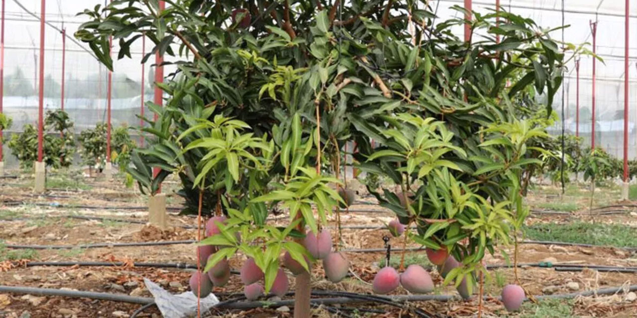 Bir ağaçtan 190 bin TL gelir sağlanıyor