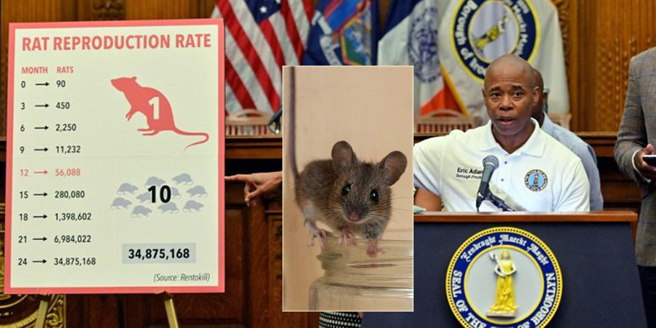 New York belediyesi farelere savaş ilan etti