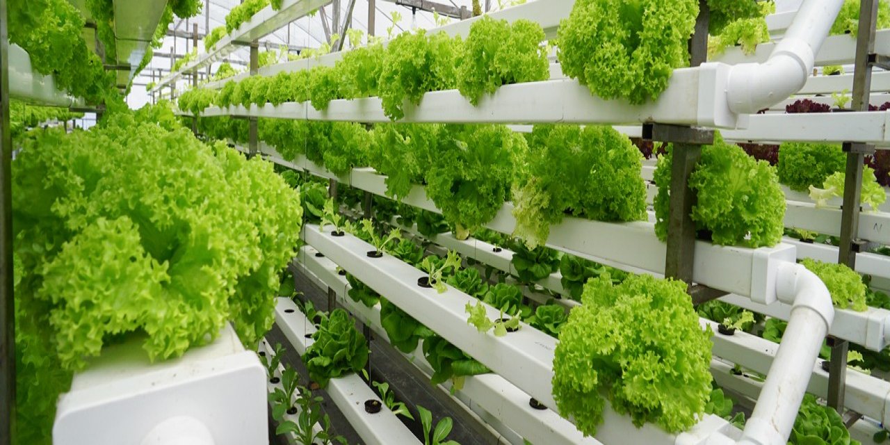 Türkiye dikey tarıma geçiyor! Herkes çiftçi olacak