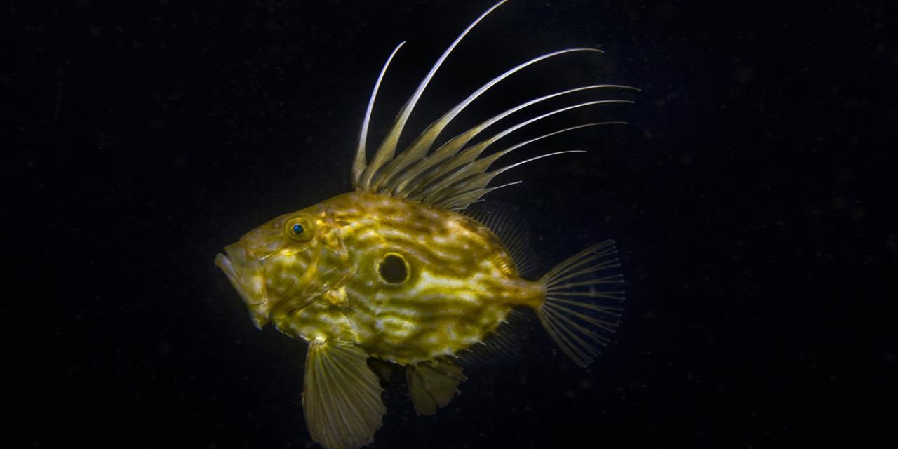 İzmit Körfezi'nin derinliklerinde "peygamber balığı" görüntülendi