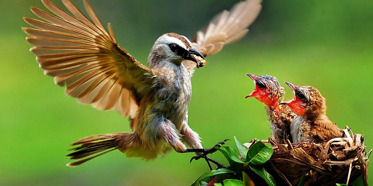 Bediüzzaman: Kudret çıkarıyor, kader giydiriyor, inâyet besliyor