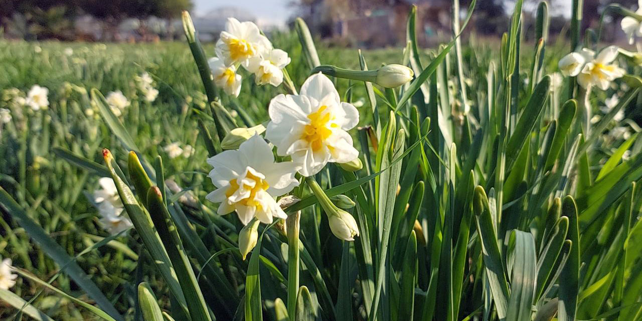 Şubat'ta açılması beklenen nergisler Aralık ayında açtı