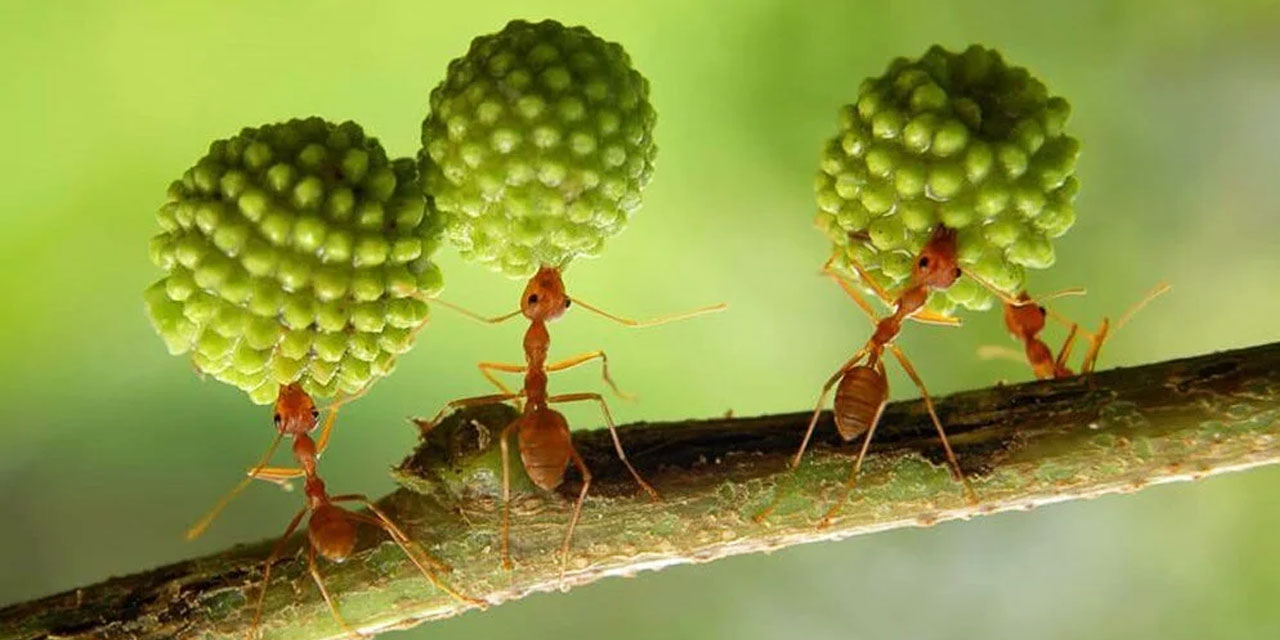 Bediüzzaman: Bu sırdandır ki, rahat zahmettir, zahmet rahattır