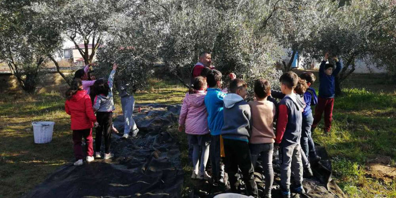 Anne babalarının 30 yıl önce okul bahçesine diktiği zeytinlerin hasadını çocukları yaptı