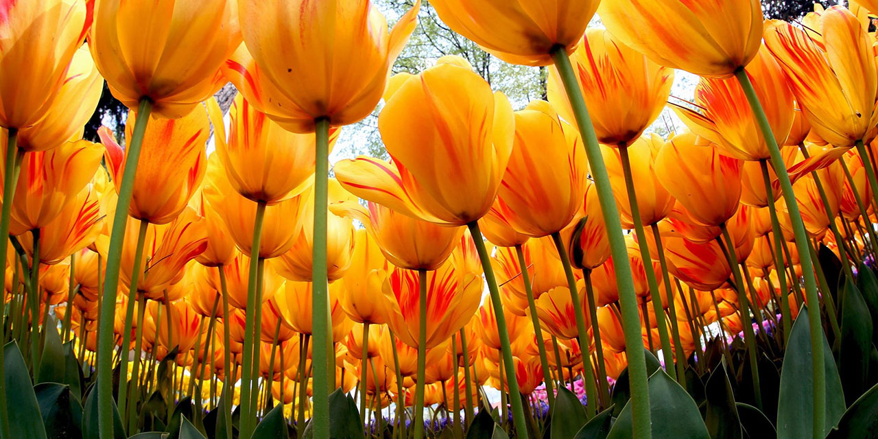 Bediüzzaman: İkram-ı İlâhînin izharı bir şükr-ü mânevîdir