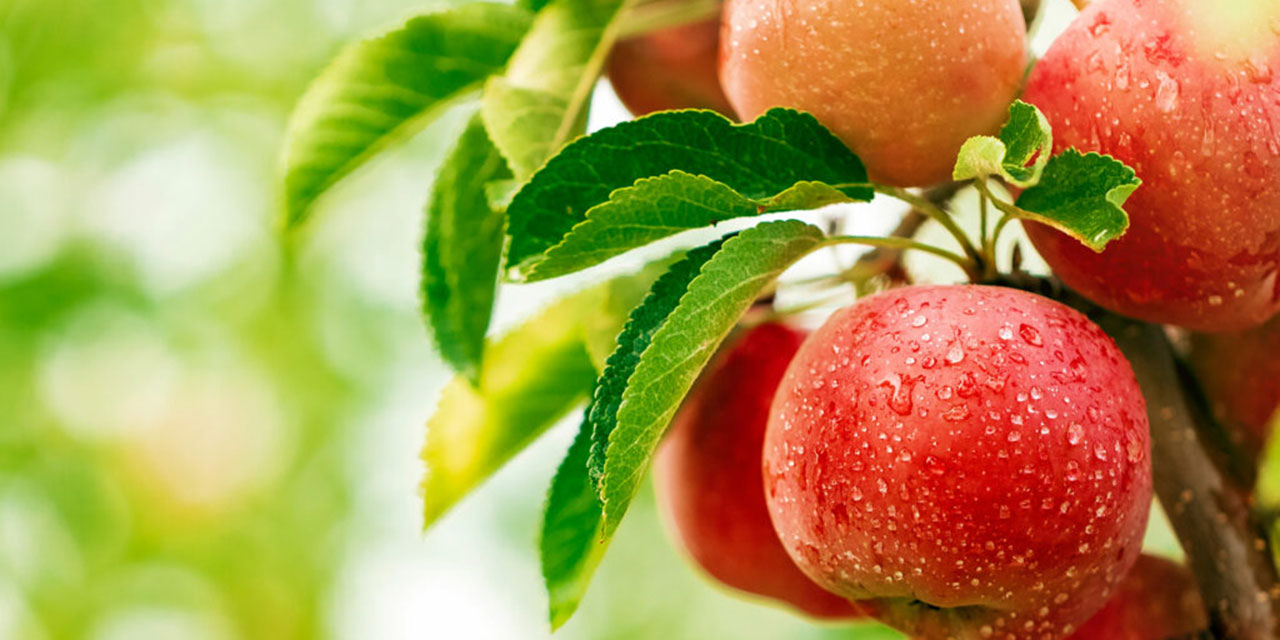 Nur bahçesinin nurlu meyvelerinden iki tanesini daha koparmaya muvaffak oldum