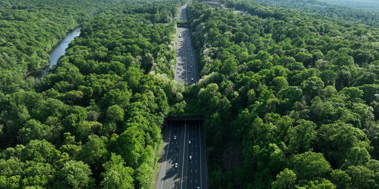 'Ekolojik Köprüler' hem hayvanları hem sürücüleri koruyor