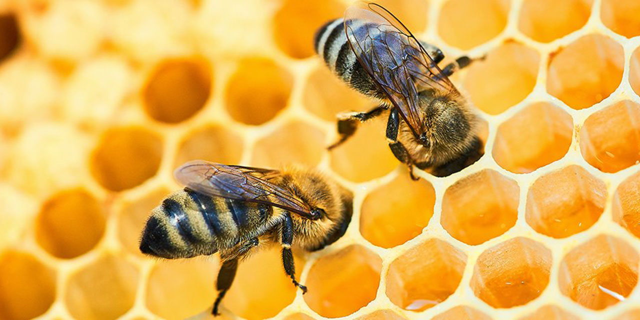 Kur'an'da adı geçiyor: 20 Mayıs Dünya Arı Günü