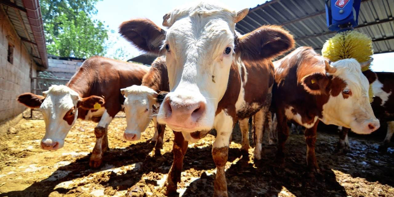 Kurbanla ilgili 10 soru 10 cevap