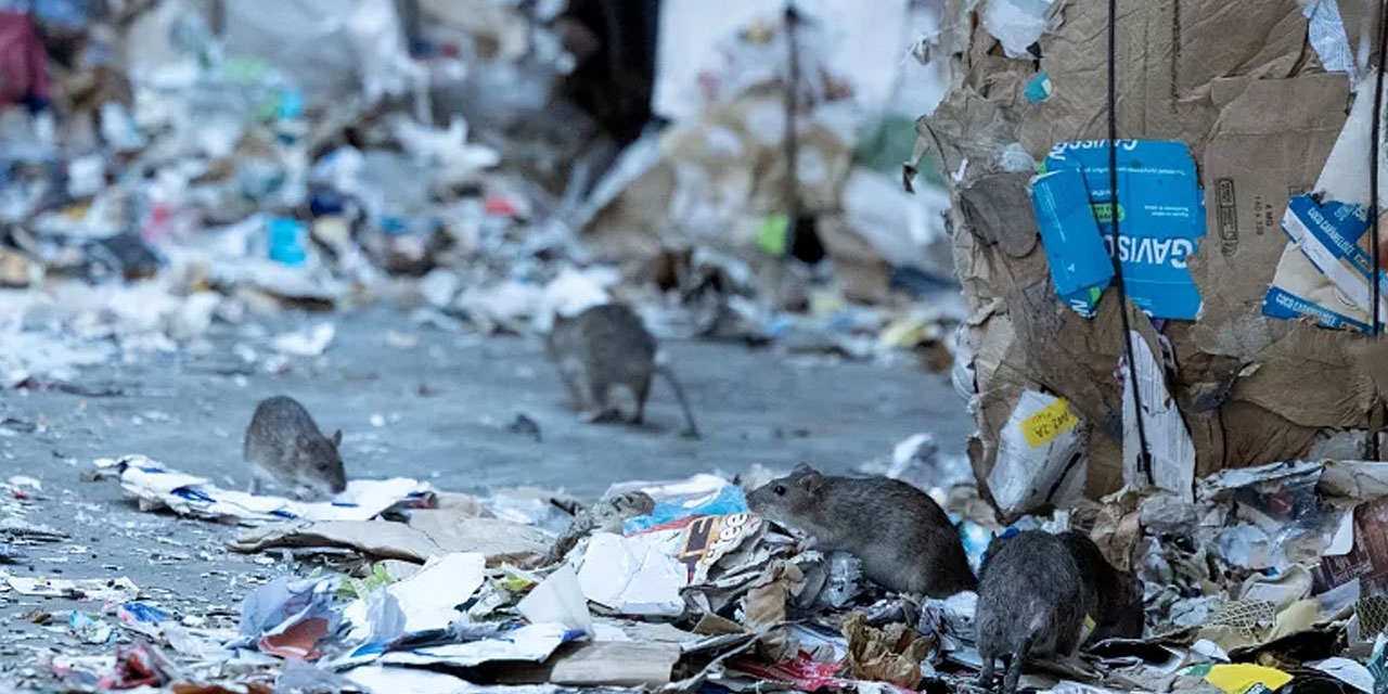 Paris Belediyesi, 'farelerle birlikte yaşamı’ incelemek için komite kuracak