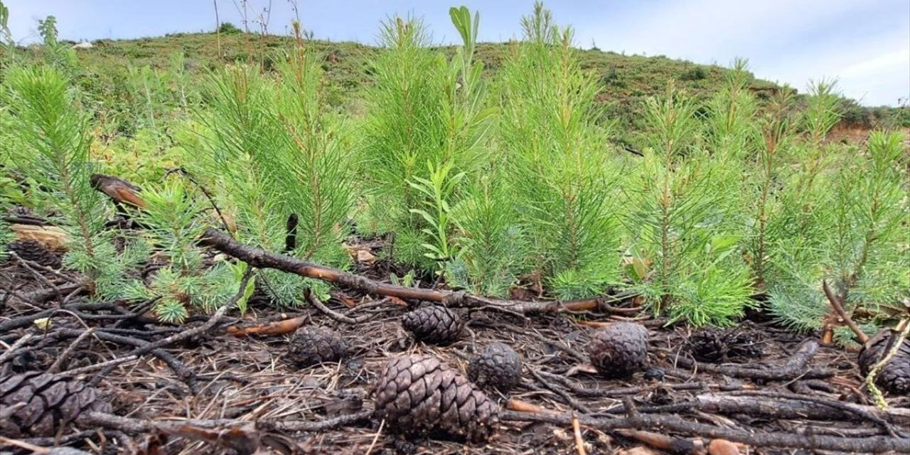 Yanan ormanlık alanlarda yeşeren fidanlar yarım metreye ulaştı