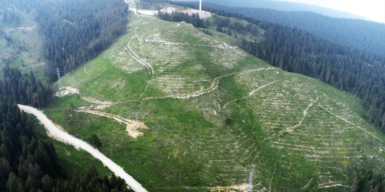 Bilecik'te 6 yıl önce yanan ormanlık alana dikilen fidanlar büyüyor