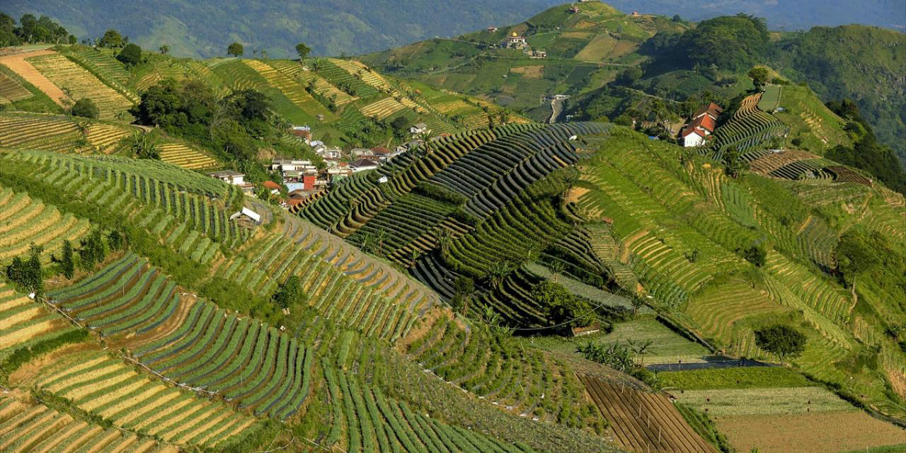 Endonezya'nın teraslı tarlaları