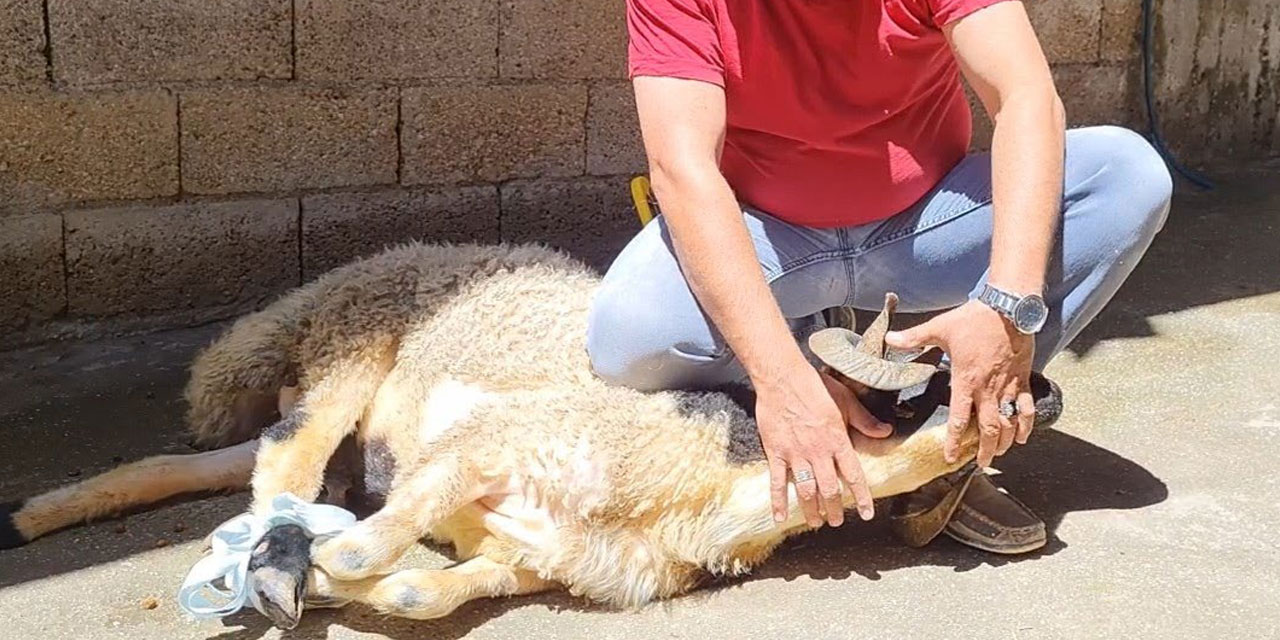 Kurbânın Ardındaki Derîn Sorgulamalar