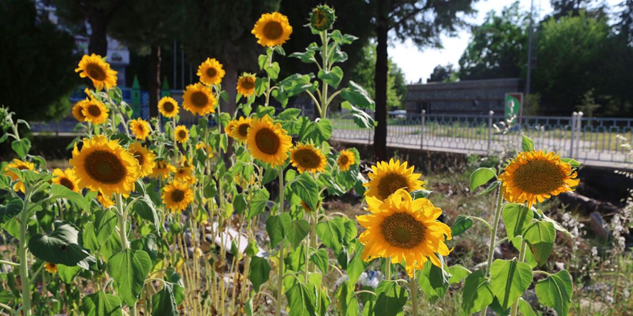 Depremde yıkılan binanın arazisinde ayçiçekleri açtı