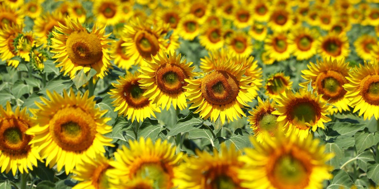 Hz. Muhammed'in (asm) dâvâsını kalemle iptal etmeye ihtiyaçları vardı