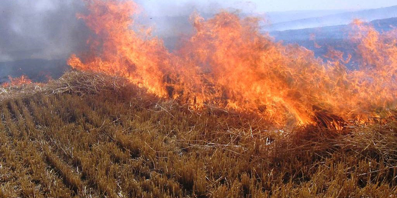 Anız yakmak canlı yaşamını yok ediyor, toprağa zarar veriyor