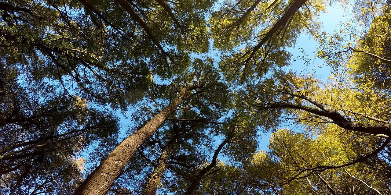 Sosyal mesafeli ağaçlar ile biyoçeşitlilik korunuyor