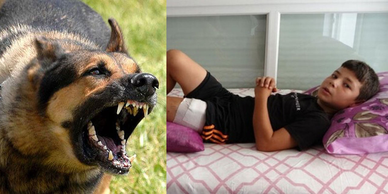 Köpeklerin baldırını kopardığı Hasan: Tedbir almayan yetkililere hakkımı helal etmiyorum!