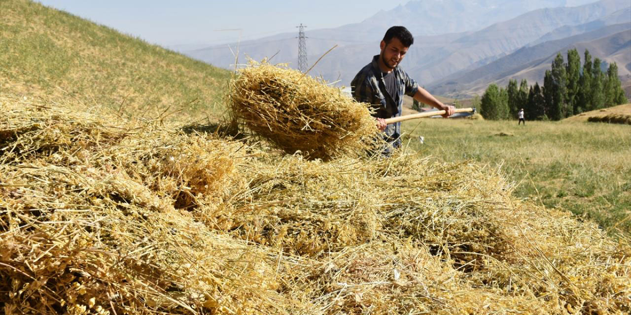 Hakkarili Mehmet, köy işlerinde çalışırken tıp fakültesini kazandı