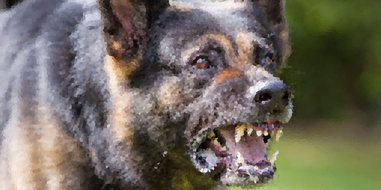 Daha kaç kişinin ölmesi bekleniyor? Köpeğin saldırdığı çocuğun kafasına 25 dikiş