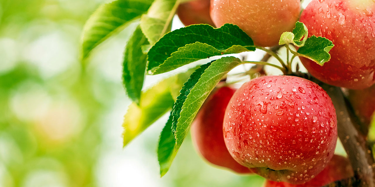 Kaderin programına göre yazılmak ve yaratılmak