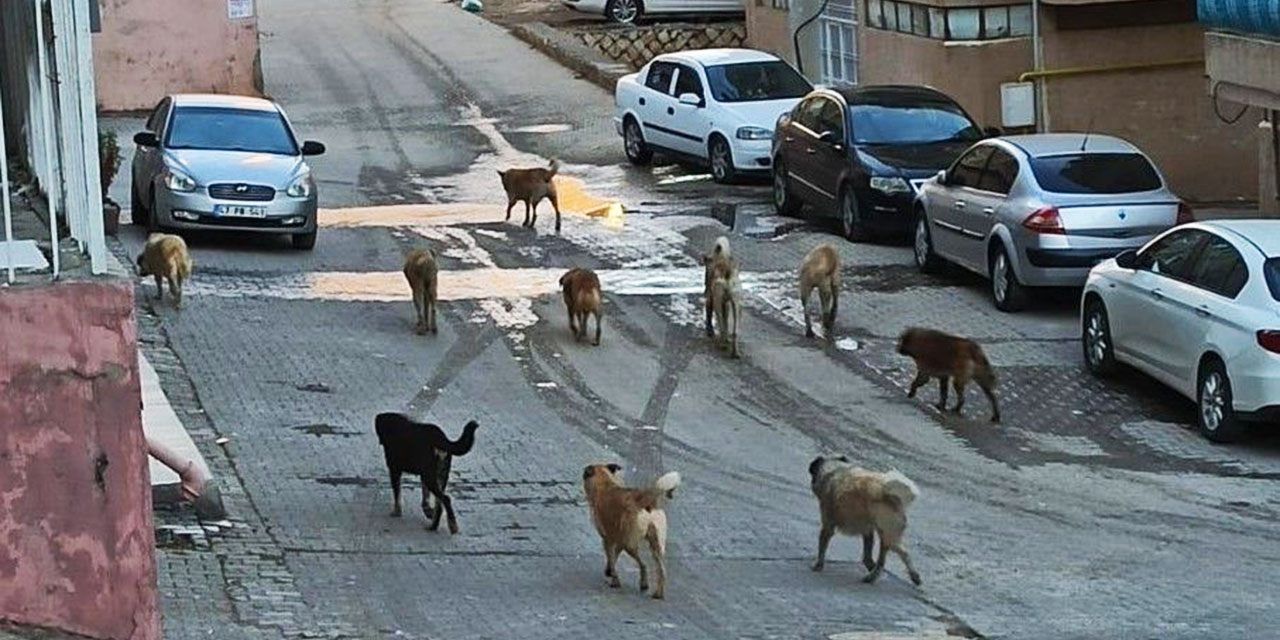 Vatandaşlar TBMM'ye en çok sahipsiz köpekleri şikayet etti