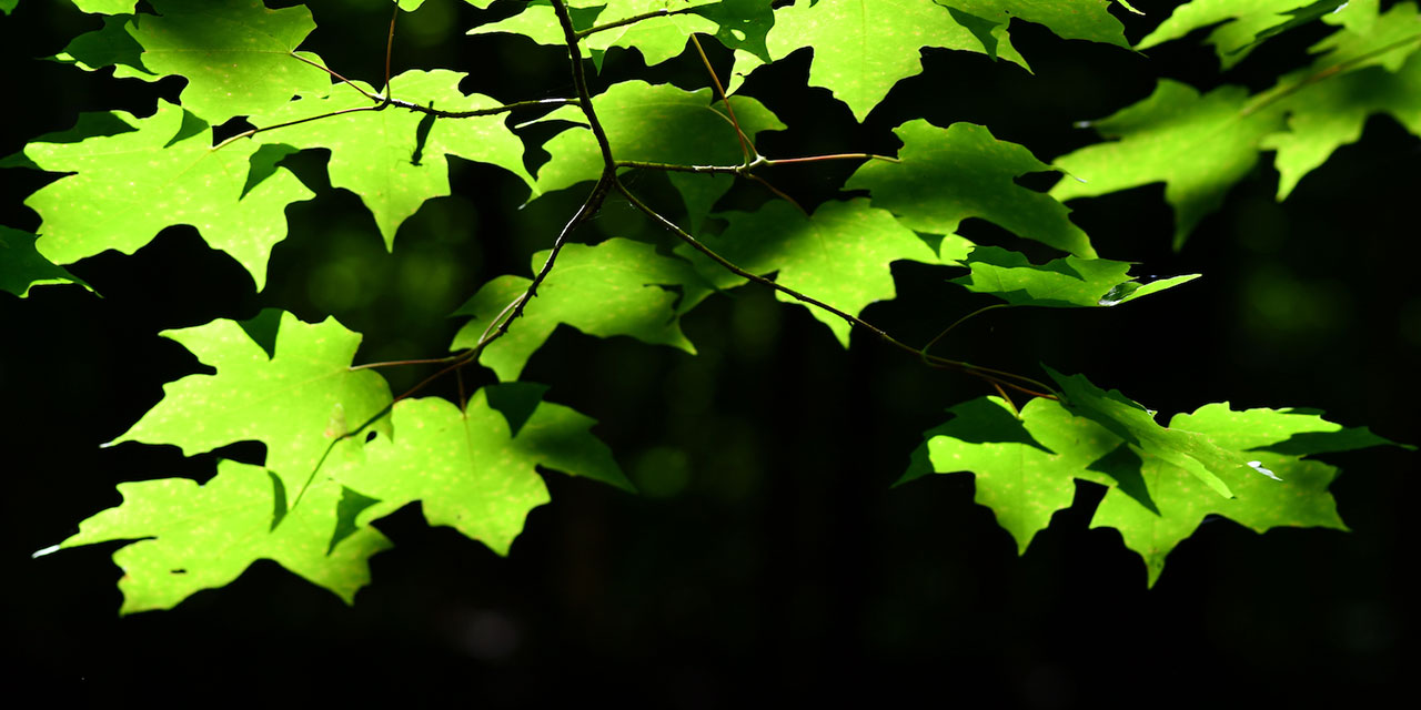 Ben, yalnız hakikatçi ve imancı ve Kur'ân'cı Risale-i Nur'un bir hâdimiyim
