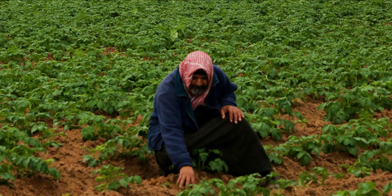 israil, ABD'nin gönderdiği kimyasallarla Gazze'nin tarım arazilerini bombalıyor