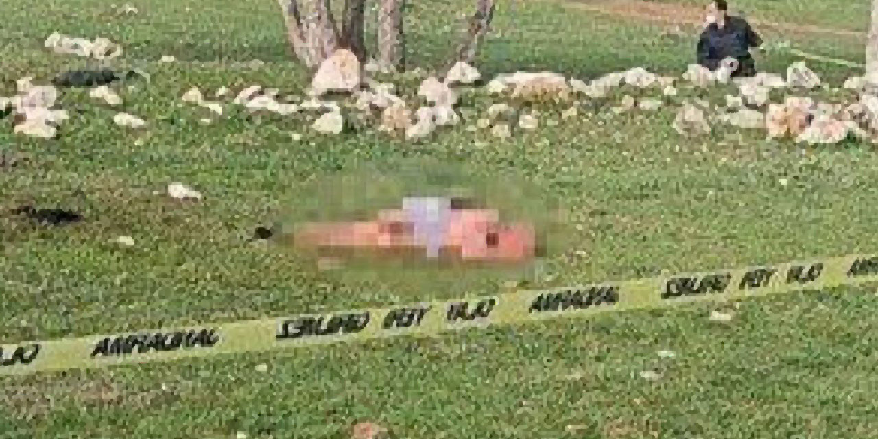 Antalya'da köpekler 85 yaşındaki kadını parçalayarak öldürdü