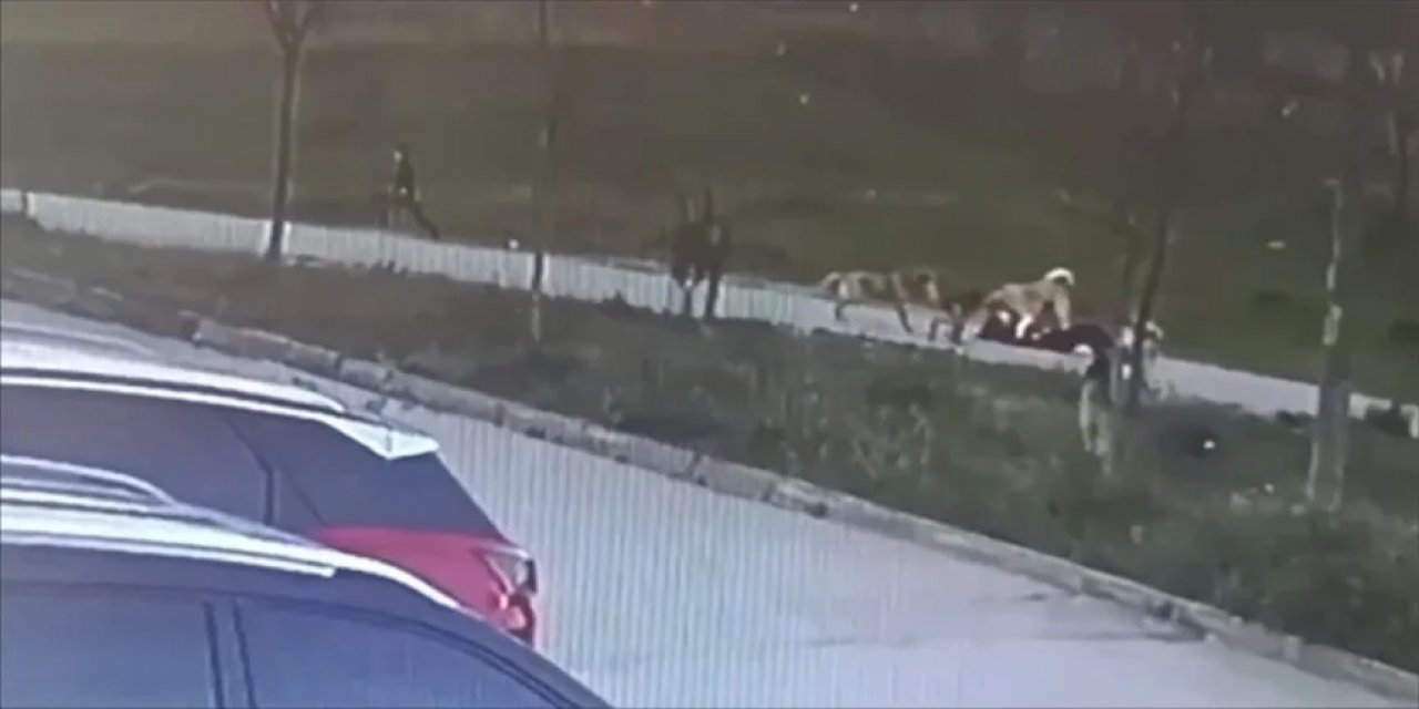 Bursa'da sahipsiz köpeklerin saldırdığı kişi yaralandı