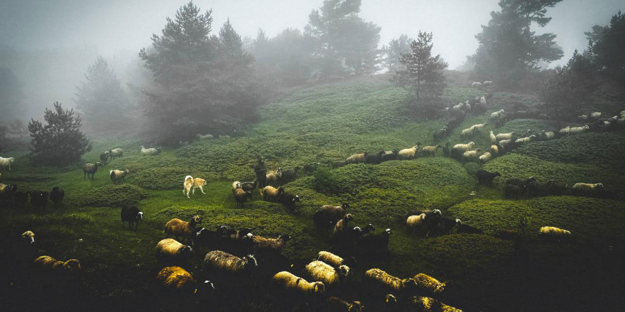 Yaratılış harikası yaylalara göç başladı