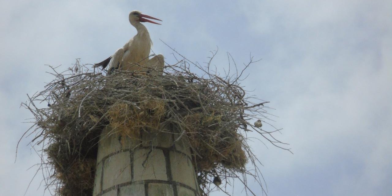 Leylek yuva yapınca minarenin onarımı yine ertelendi