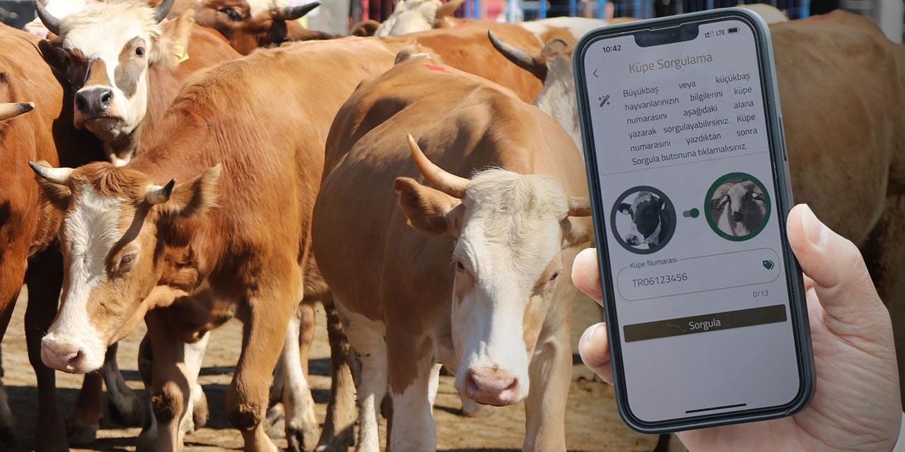 Kurbanların sağlığı cep telefonundan sorgulanabiliyor