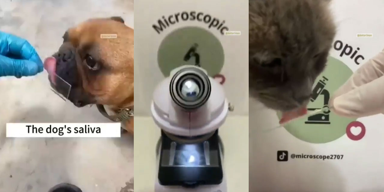 Köpek ve kedi salyaları mikroskopta incelendi
