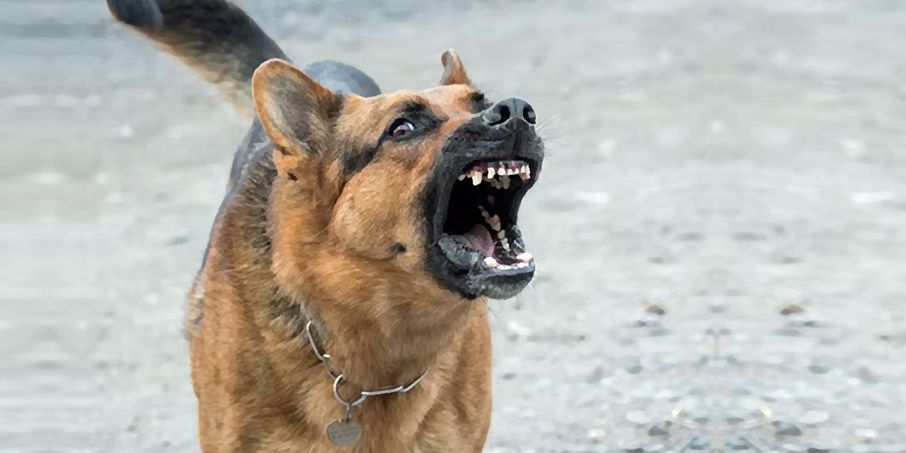 Üniversite kampüsünde köpeklerin saldırısına uğradı