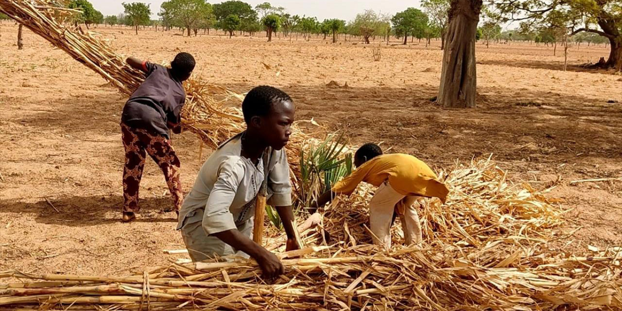 Nijeryalı çocuklar günlük 11 liraya günboyu tarlada çalışıyor