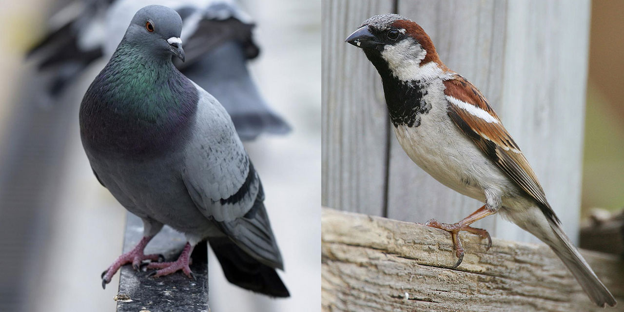 Kuşlar Bediüzzaman'ı neden heyecanlandırıyor?