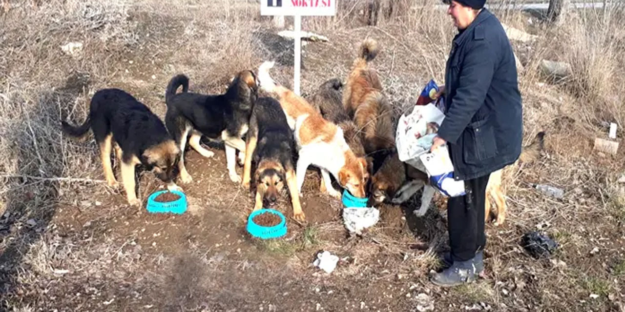 Köpek terörünün geldiği nokta: Mama kavgası ölümle bitti