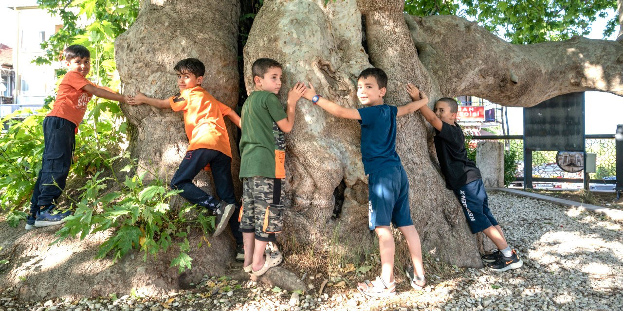 1200 yıllık çınar çocukların ve büyüklerin adeta sığınağı