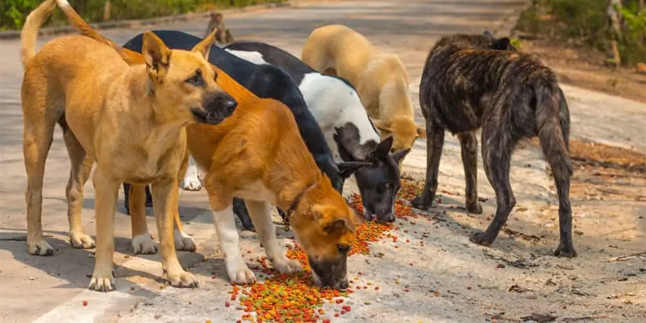 Köpek teröründen beslenen mama lobisi!