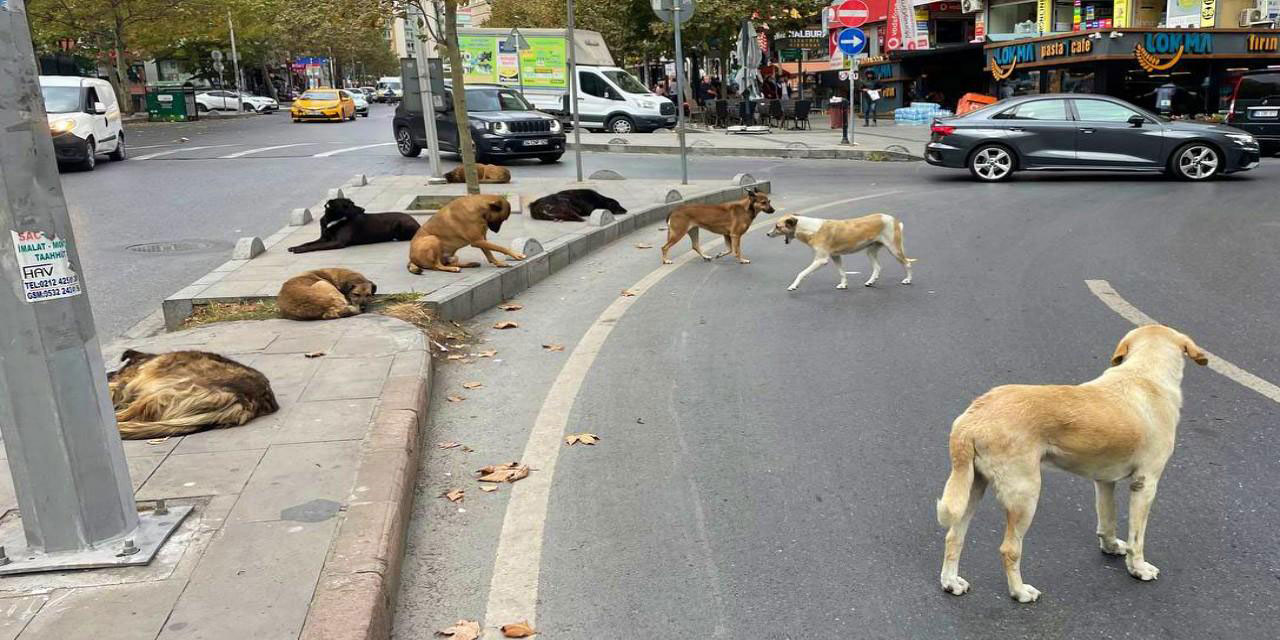 Belediyelere her köpek için 71 bin lira ceza verilecek