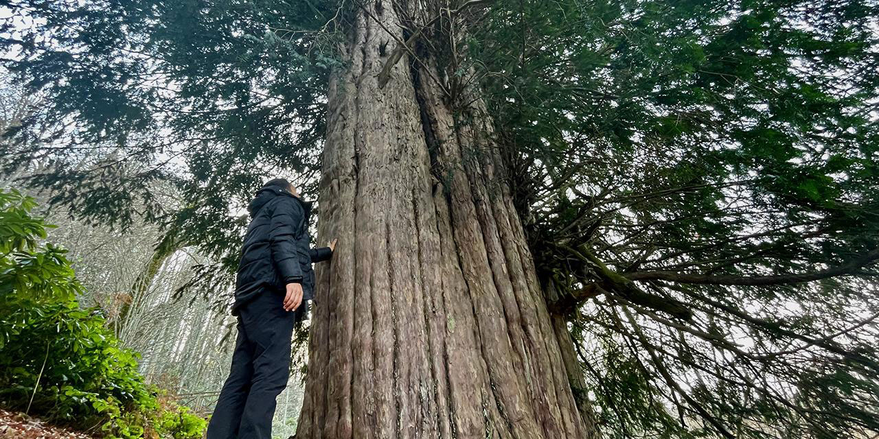 Anıt ağaçlar için web sitesi açıldı: En yaşlısı 4 bin 119 yaşında