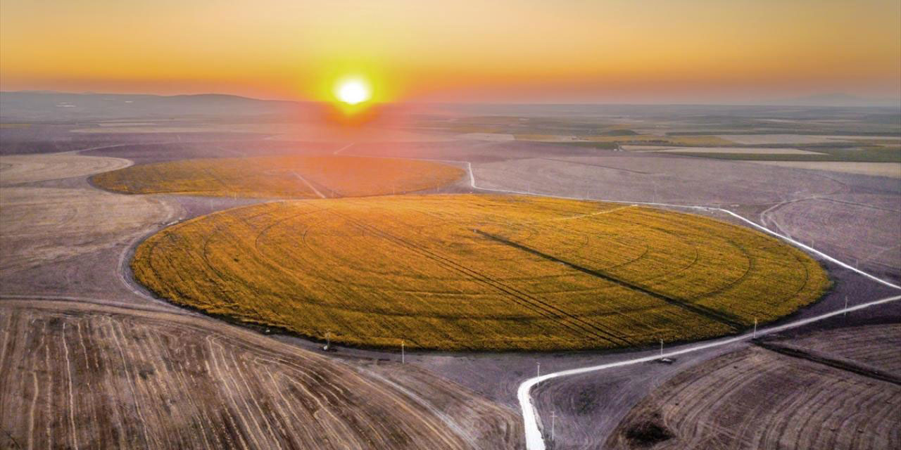 'Köşesiz' tarlalar sarıya büründü