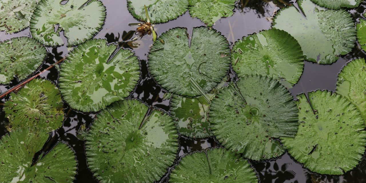 El Salvador'un koruma altındaki tropikal ormanları